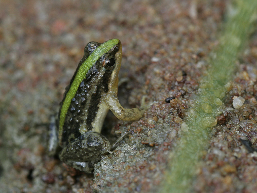 Minifrosch