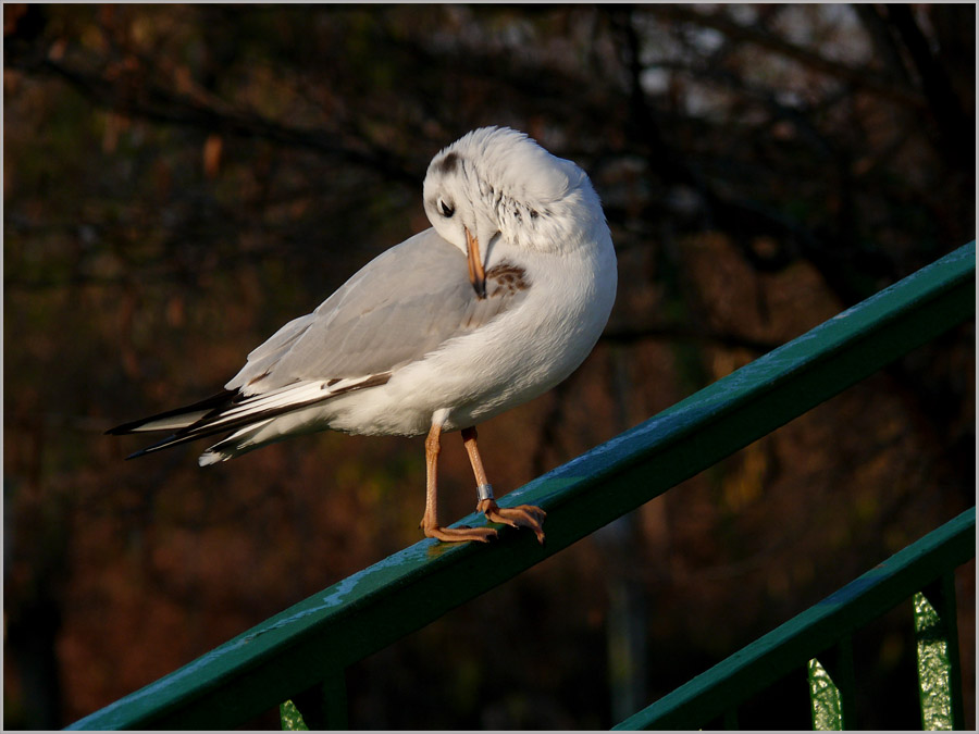 Lachmöwe (Larus ridibundus) im Winterkleid ND