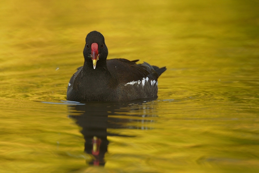 Teichhuhn (Gallinula chloropus) ND / EBV