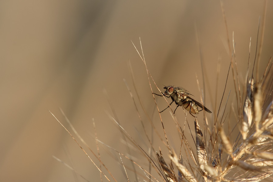 fliege in herbststimmung ND