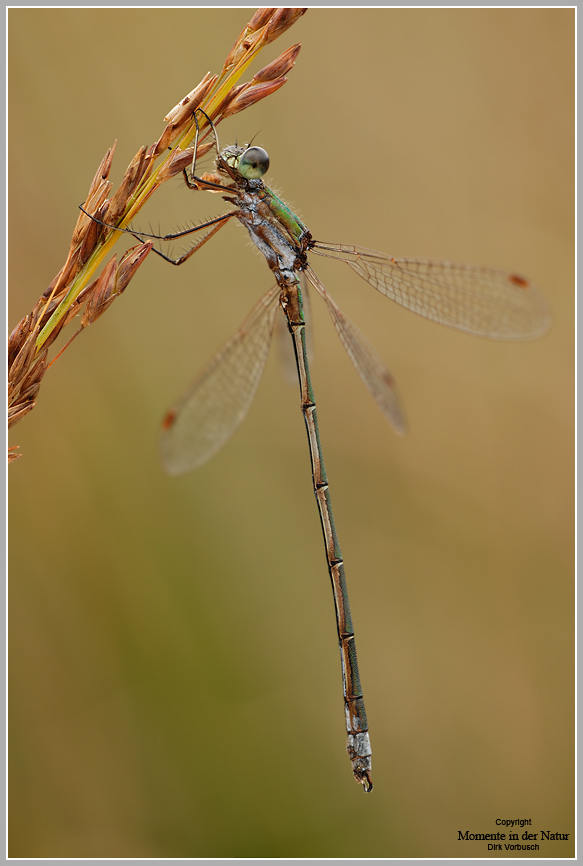 Gemeine Binsenjungfer (Lestes sponsa)