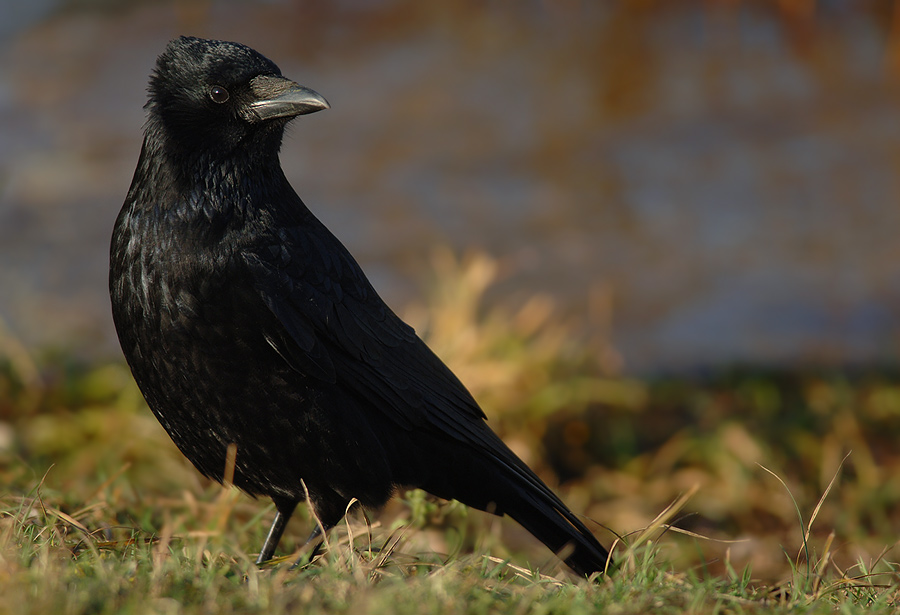 Black is beautyful