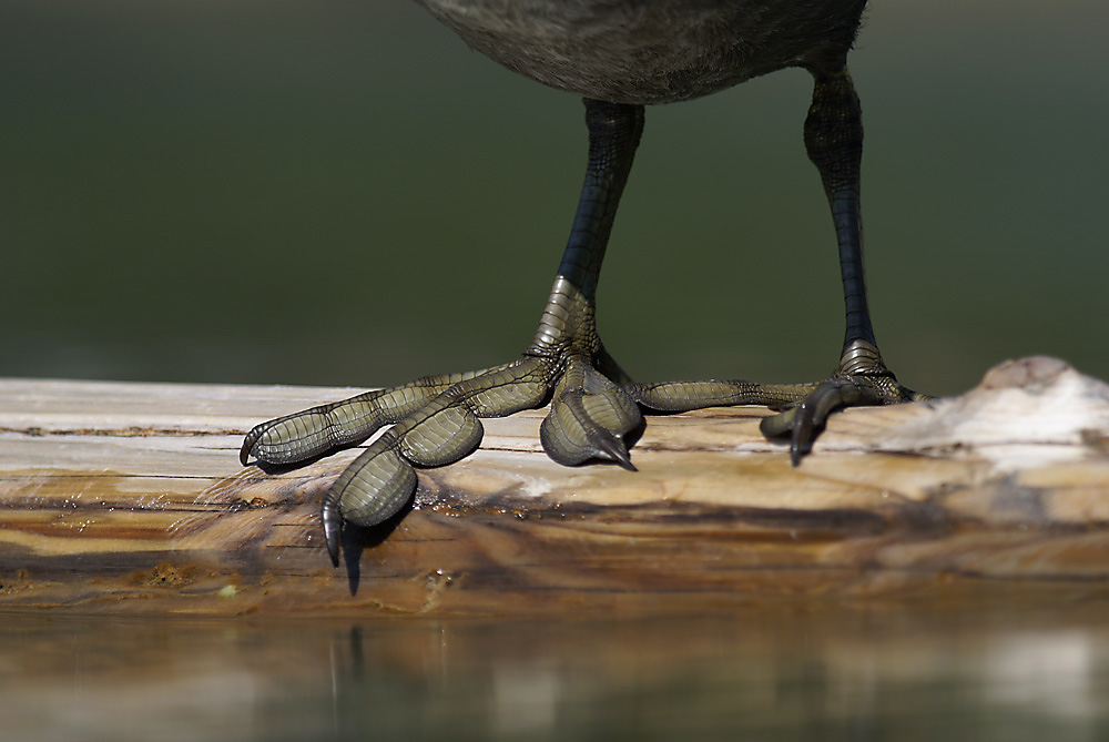 Auf Großem Fuß Forum Für Naturfotografen 