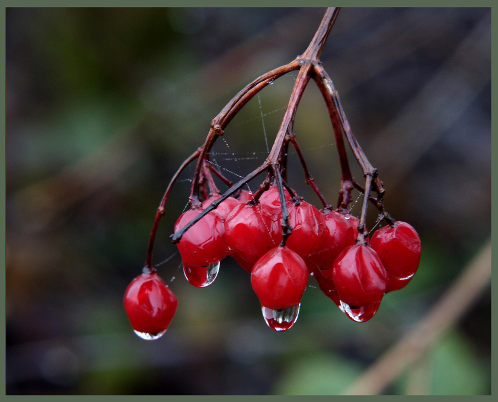 Roter Holunder