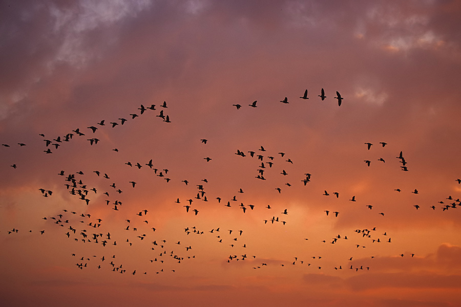 233 Gänse am Dezemberabendhimmel ND