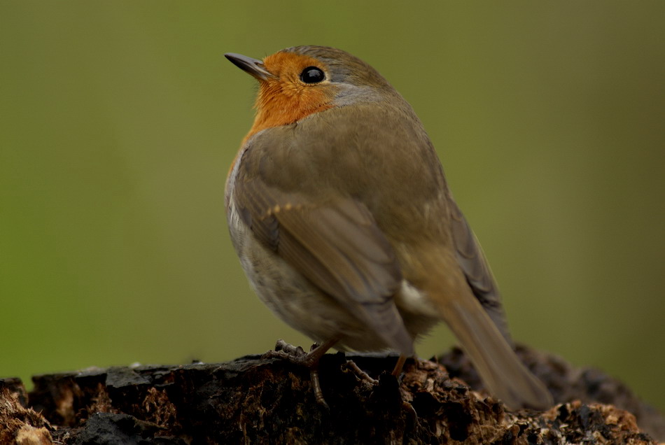 Rotkehlchen