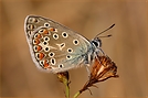 ND Hauhechelbläuling ( Polyommatus icarus )