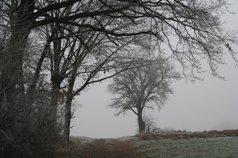 NOVEMBER 2