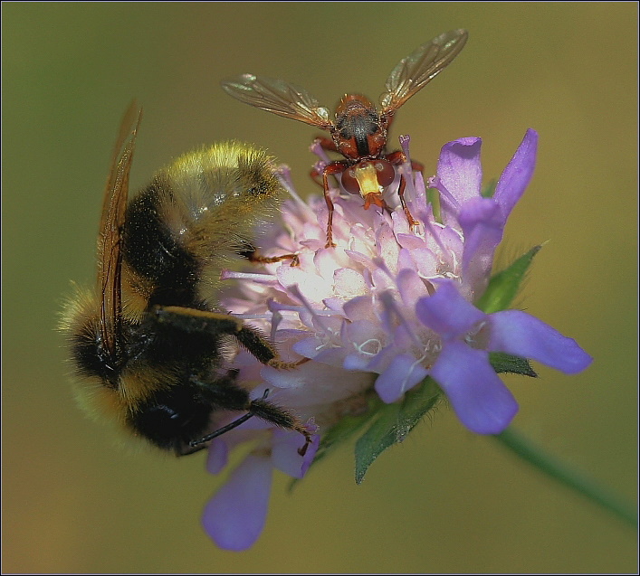 Hummel & Co