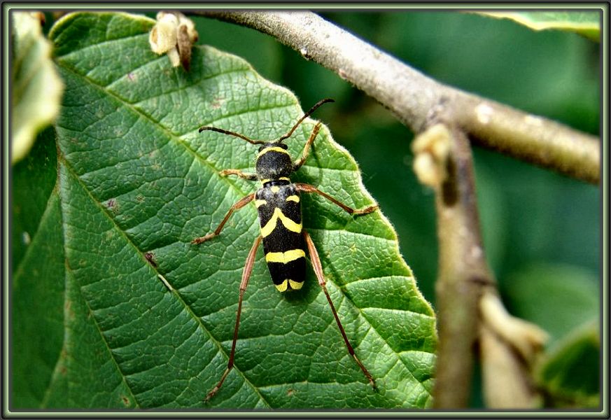 Gemeiner Widderbock