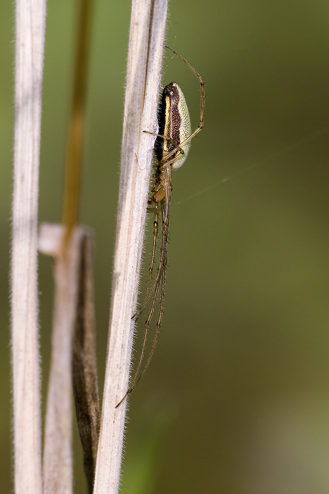 Streckerspinne ND