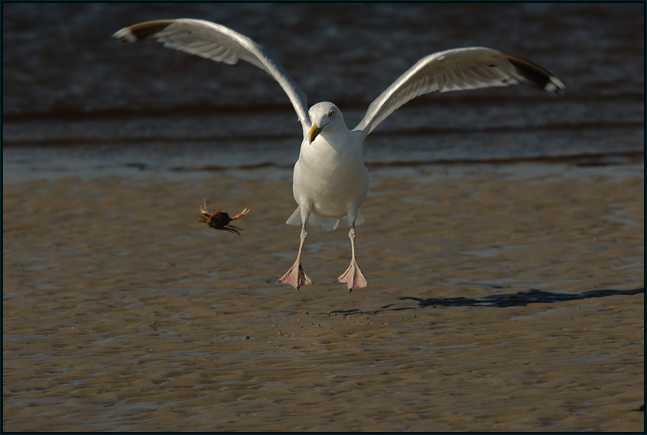 Silbermöwe (Larus argentatus)