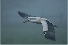 London Heathrow... dichter Nebel [ND]