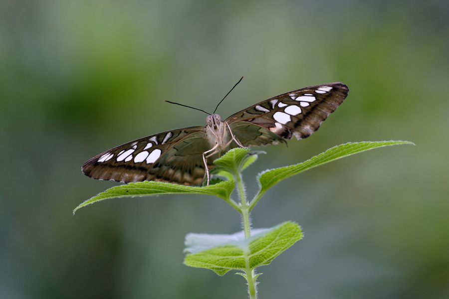 schmetterling ZO