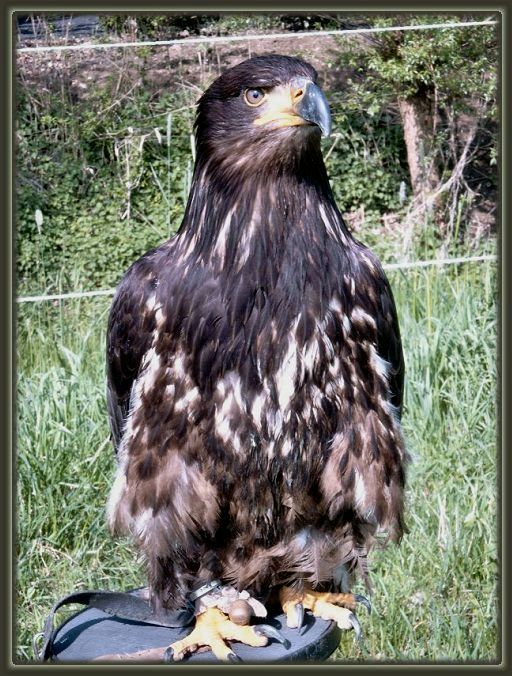 Seeadler