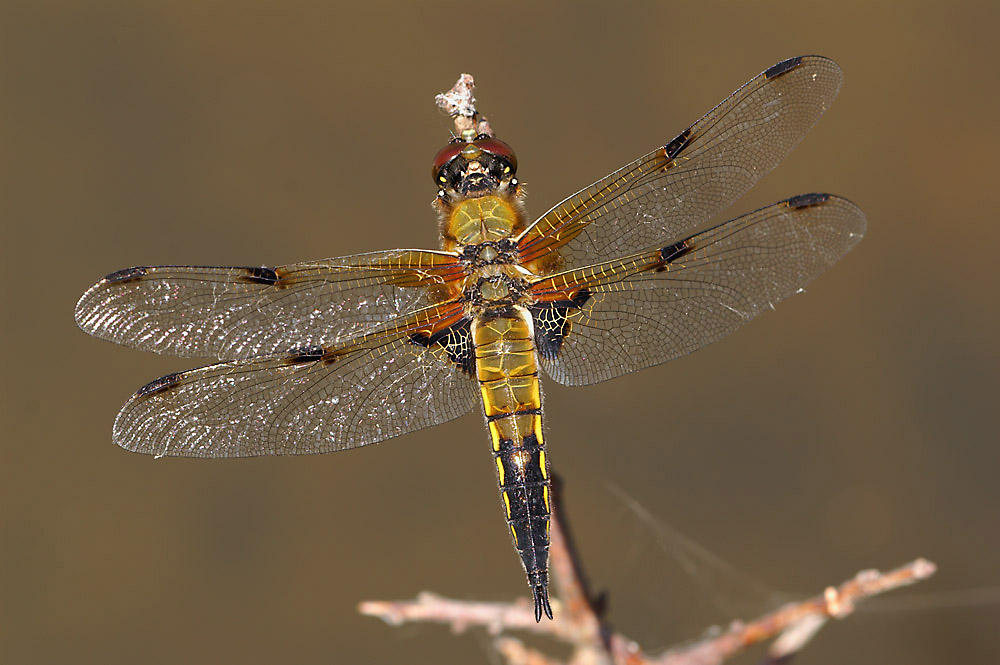 Vierfleck (Libellula quadrimaculata)