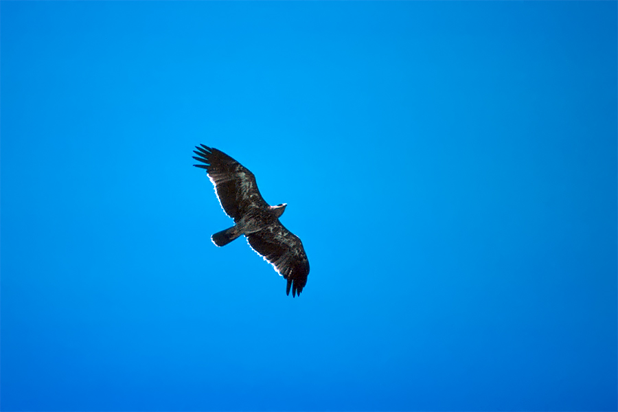 Kaiseradler - ND