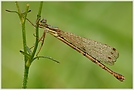 Südliche Binsenjungfer (Lestes barbarus)