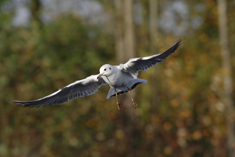 Möwe frontal