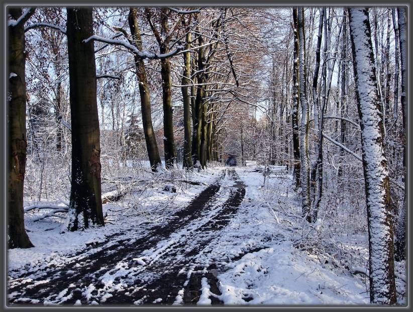 Waldweg Hohe Mark