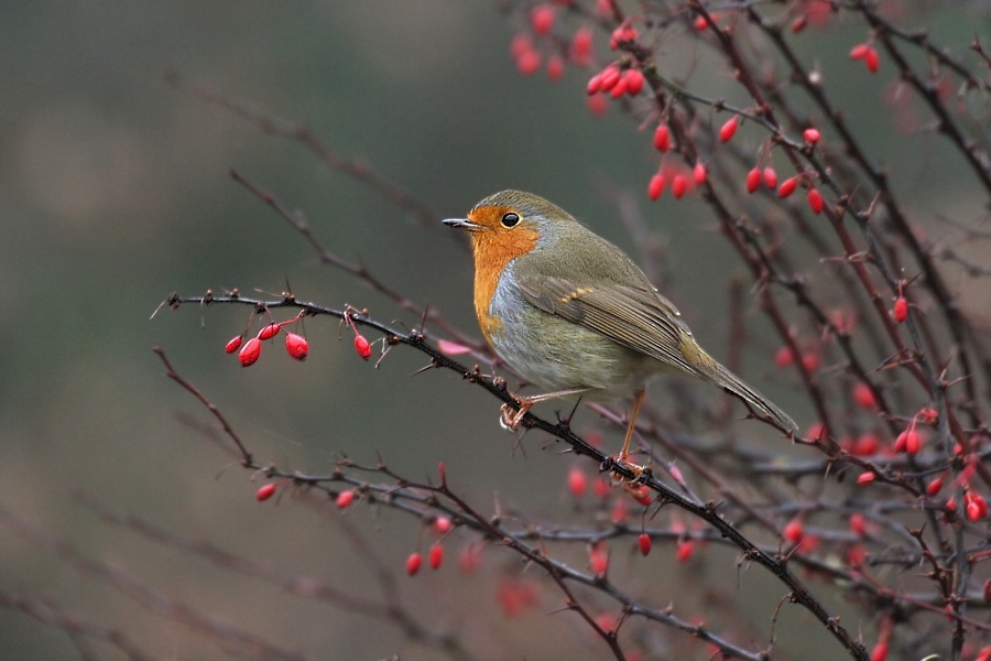 Rotkehlchen (Erithacus rubecula) ND