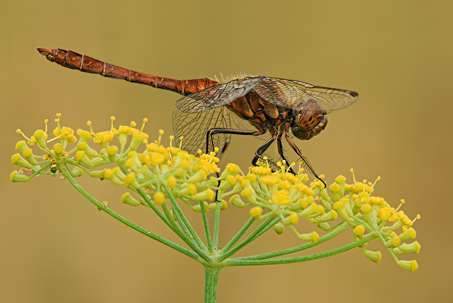 Große Heidelibelle (Sympetrum striolatum)