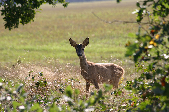 Bockkitz (Capreolus capreolus) ND