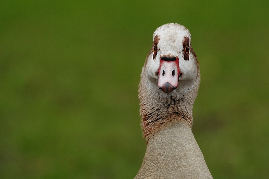 Nilgans frontal ND