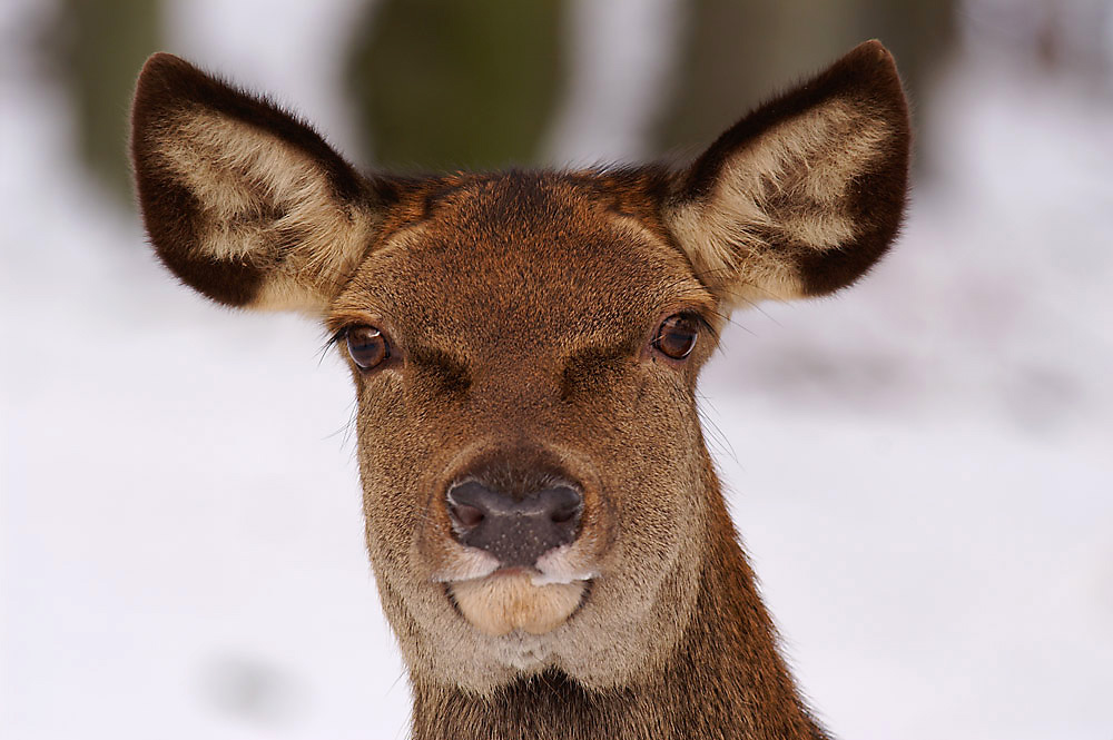 Hirschkuh (Cervus elaphus)