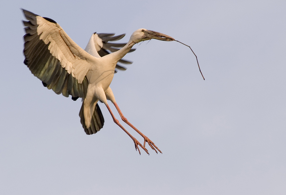 Klaffschnabel im Anflug