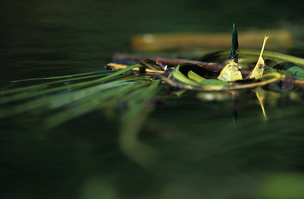 Gebänderte Prachtlibelle Männchen (Calopteryx splendens)