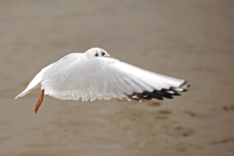 Flugstudie