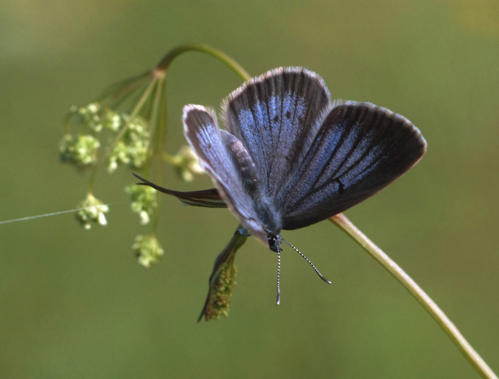 Heller Wiesenknopf-Bläuling