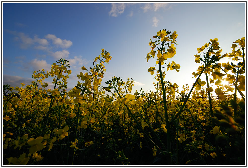 Die Sehnsucht nach Sonne