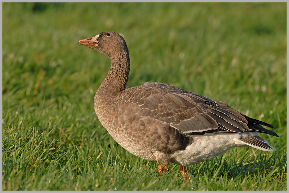 Blässgans (Anser albifrons)