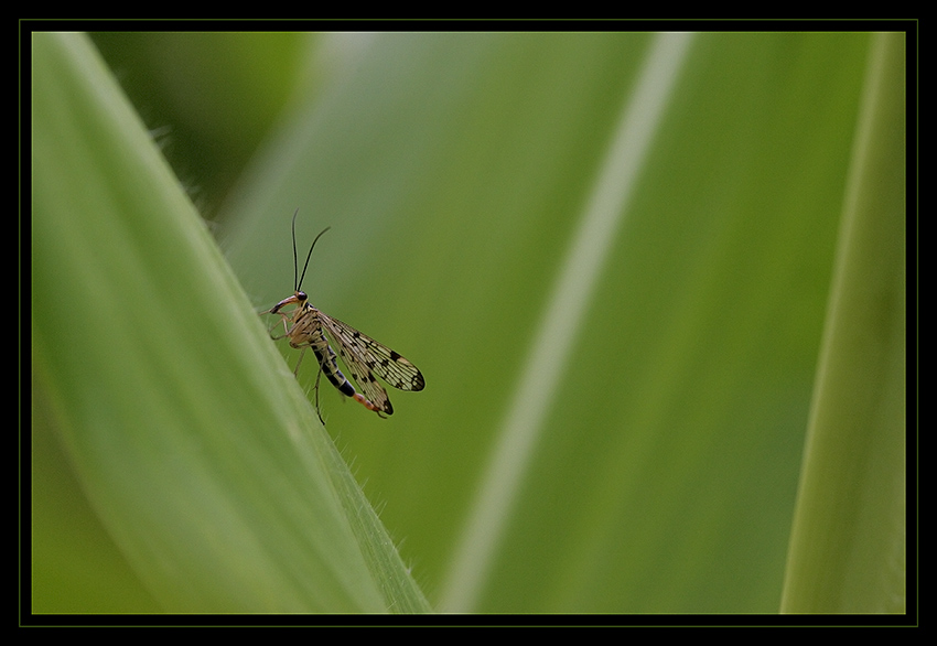Skorpionsfliege ND