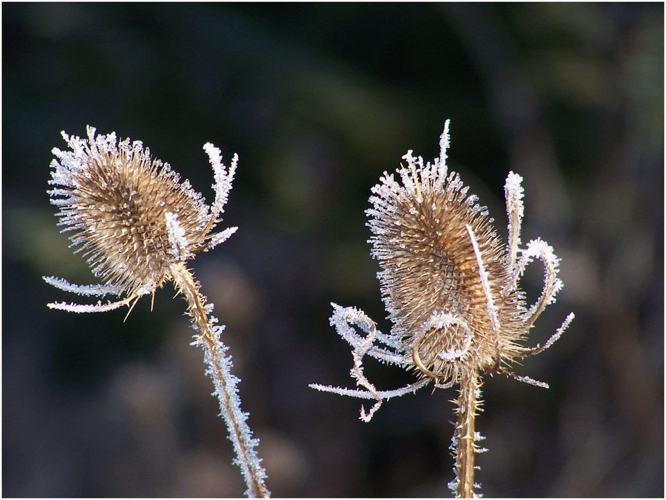 eisblume