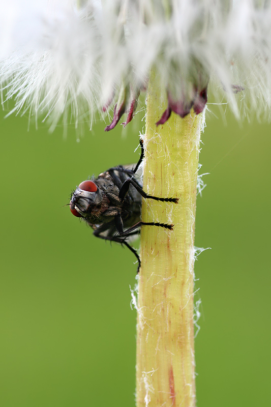 Hallo, mein Name ist Fliege (ND)