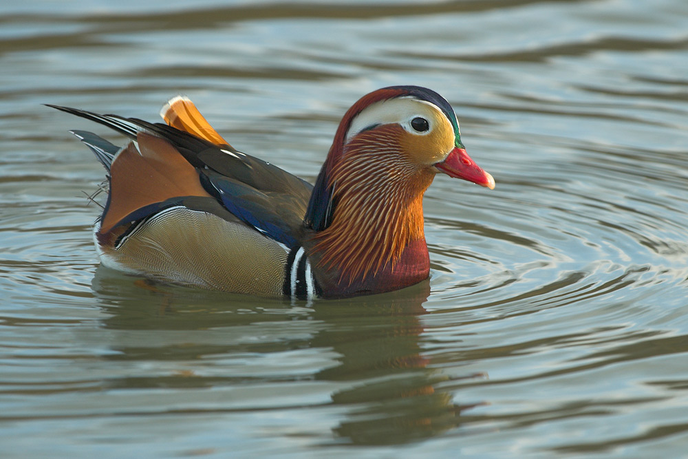 Mandarinente (ND)