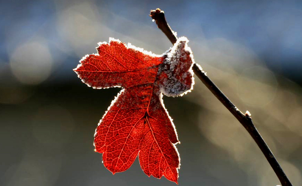 Blatt mit Rauhreif