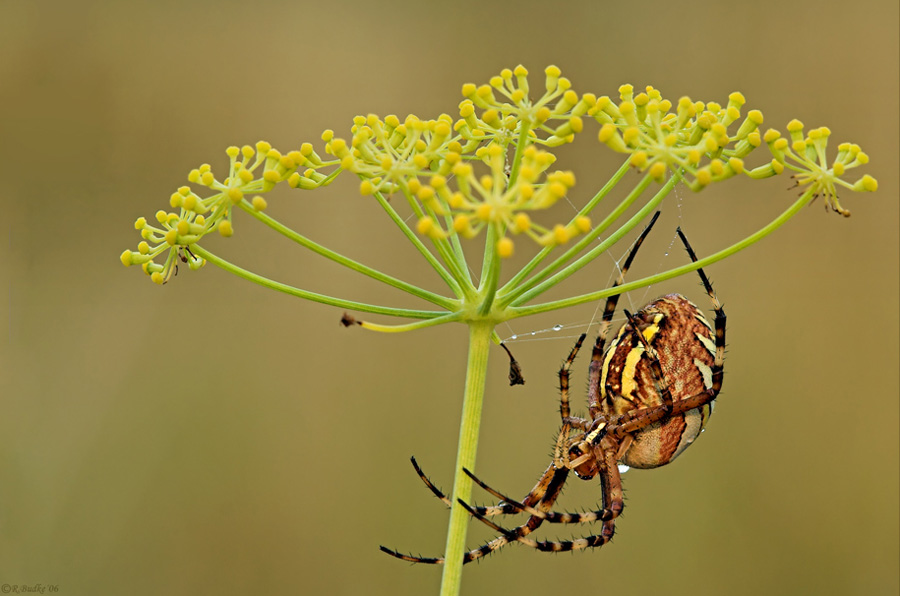 Wespenspinne Argiope bruennichi