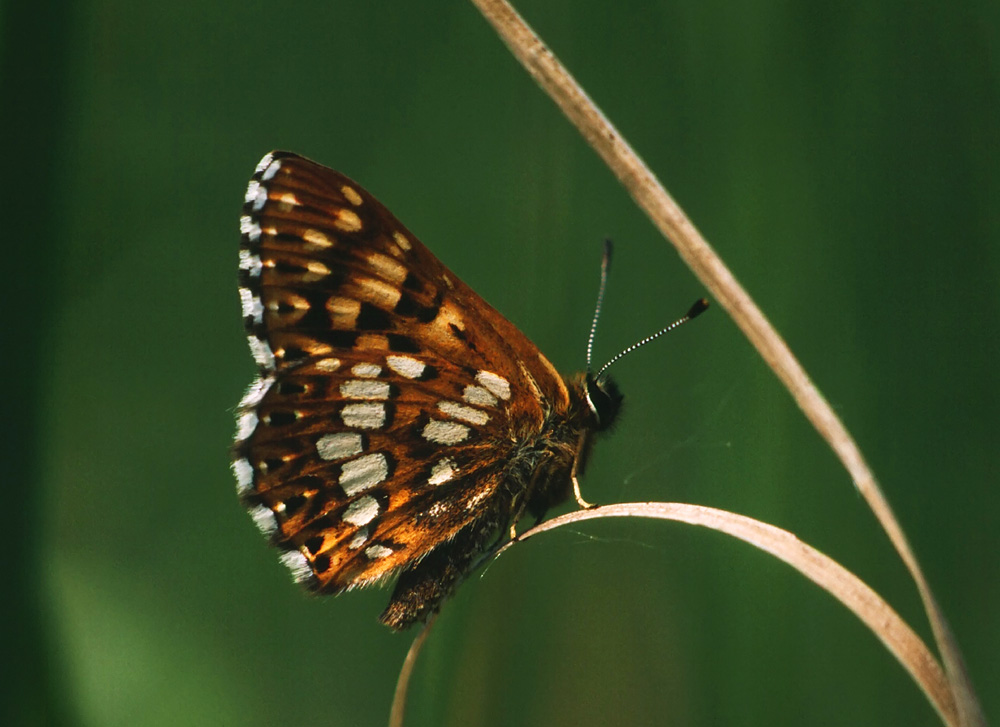 Brauner Würfelfalter