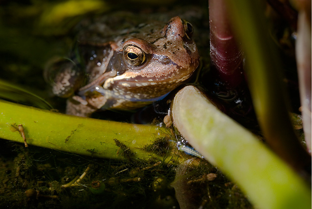 Frog Eyes - ND