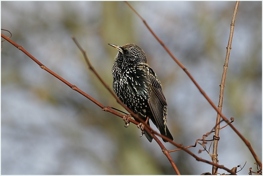 32++ Amsel drossel fink und star bilder , Amsel,Drossel,Fink und Star (Forum für Naturfotografen)