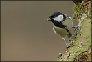 Kohlmeise (Parus major)