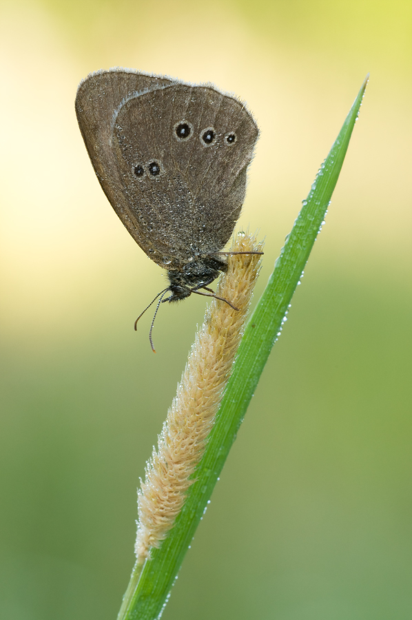 Kleiner Waldvogel