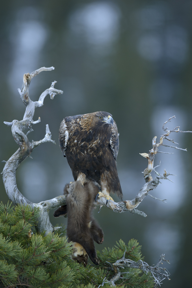 Golden eagle with pine marten