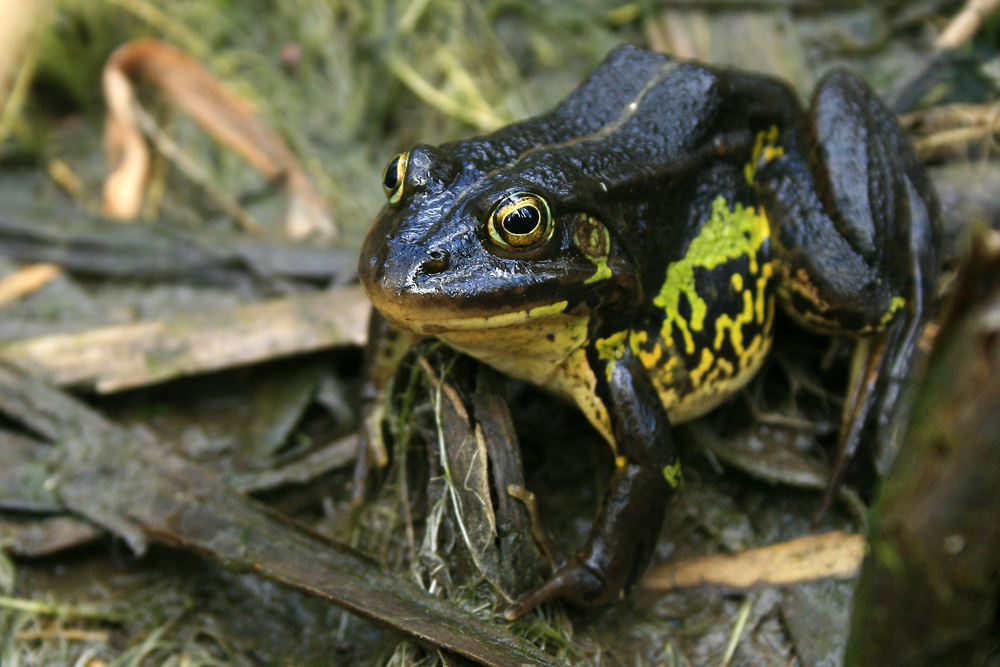 Schwarzer Frosch???