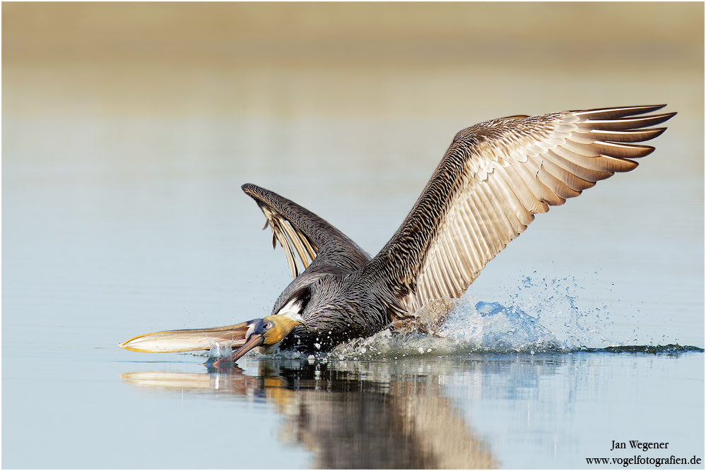 Brauner Pelikan (Pelecanus occidentalis) Brown Pelican