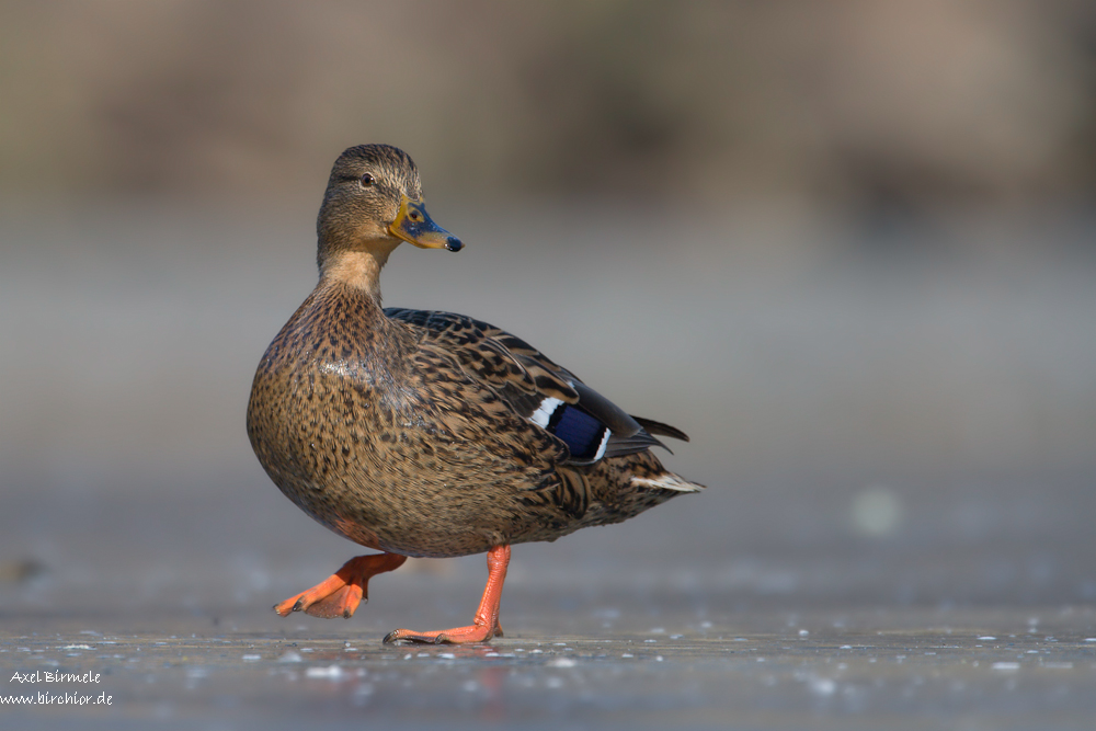 Stockente (mit speziellem Gruß an Dirk)